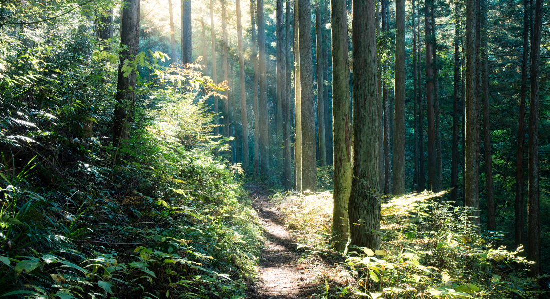 奥多摩 御岳・大岳の杉林 — 朝の光が差し込むトレイル風景