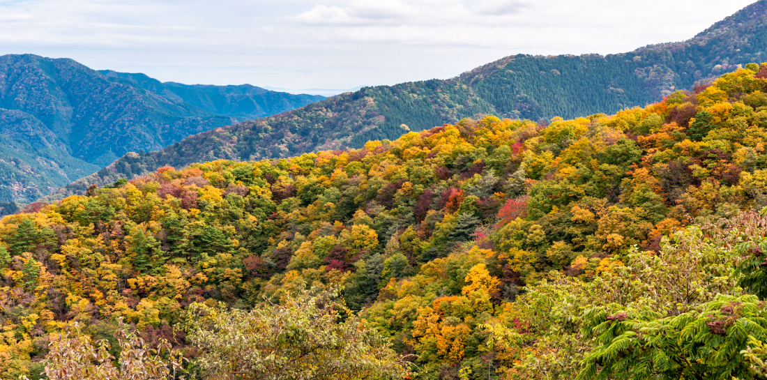 奥多摩 紅葉に染まる山並み — 秋の渓谷景観
