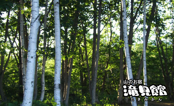 山のお宿 滝見館 — 松本市安曇・乗鞍高原 · 善五郎の滝入口の白樺林に建つ温泉旅館