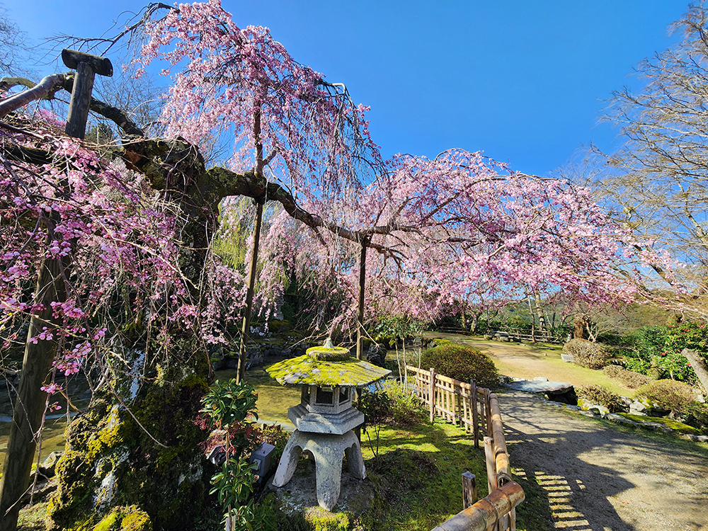 竹林院群芳園 — 桜期の群芳園 · 4月の枝垂れ桜と借景の吉野山系