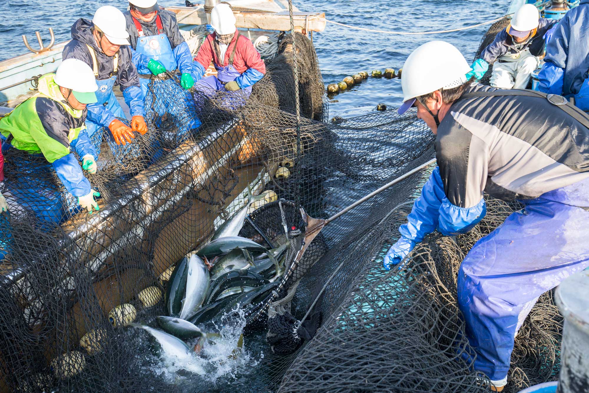 太地の網漁 — 網から銀色に躍る魚を引き上げる港町の朝の情景
