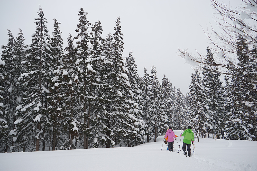 ひなの宿 ちとせ — 新潟県十日町市松之山 · ガイドとともに雪の里山を歩く冬のスノーシュー行程