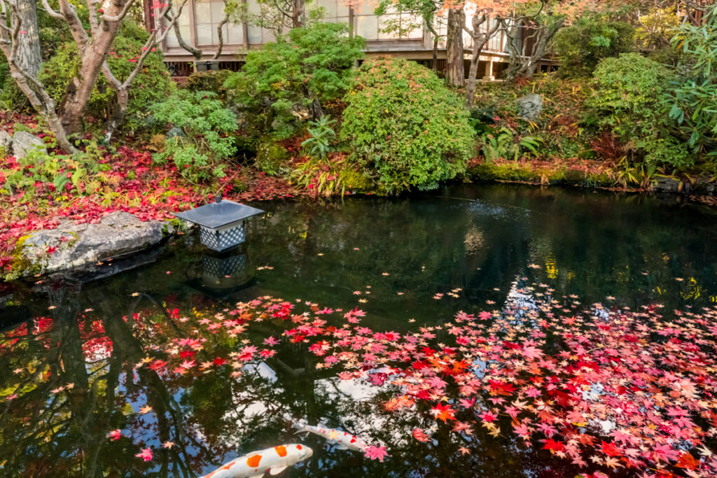 恵光院 中庭 — 高野山・一の橋 · 池に散る紅葉と鯉、宿坊の内庭