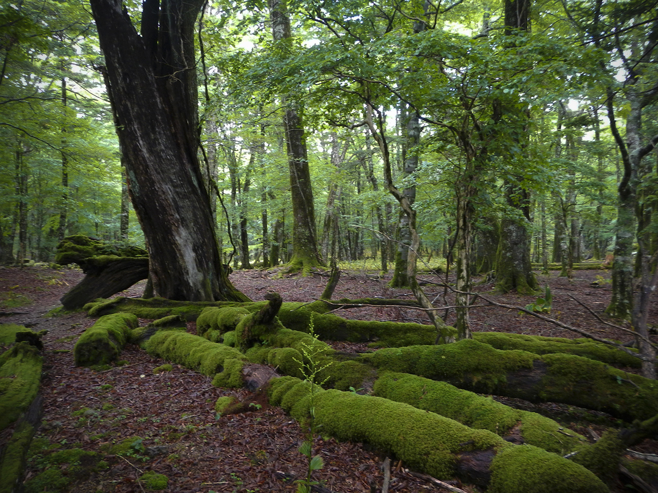 心・湯治館 — 大台ヶ原・西大台 · 苔むした倒木とブナの森が続く原生林