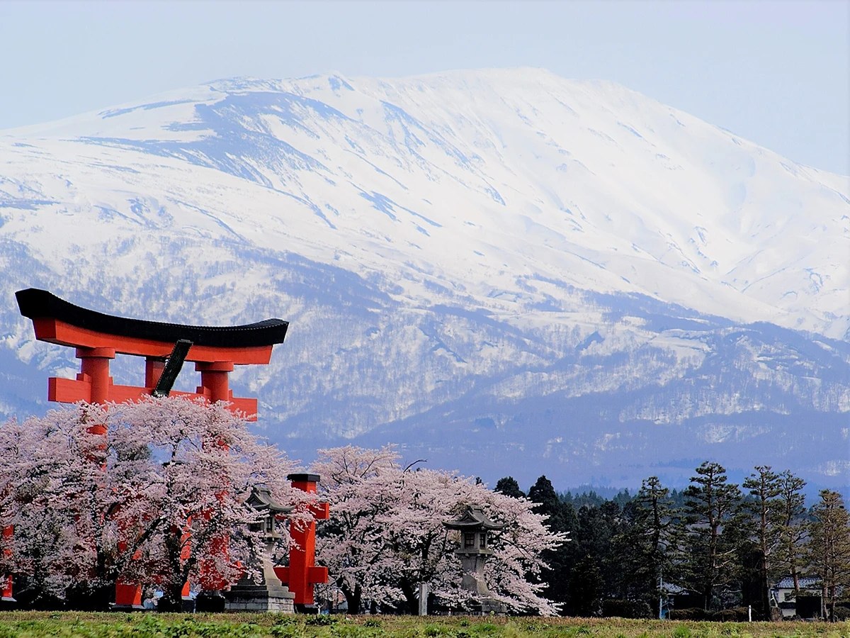 出羽三山 — 冠雪の月山と朱の大鳥居、春の桜（宿坊 大進坊 公式サイトより）