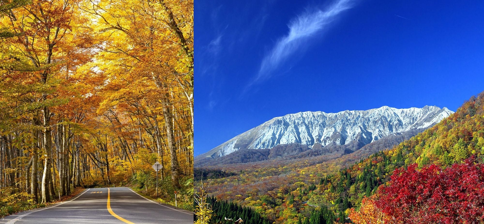 休暇村 奥大山 — 鳥取県江府町 · 紅葉の並木道と冠雪した大山の眺め