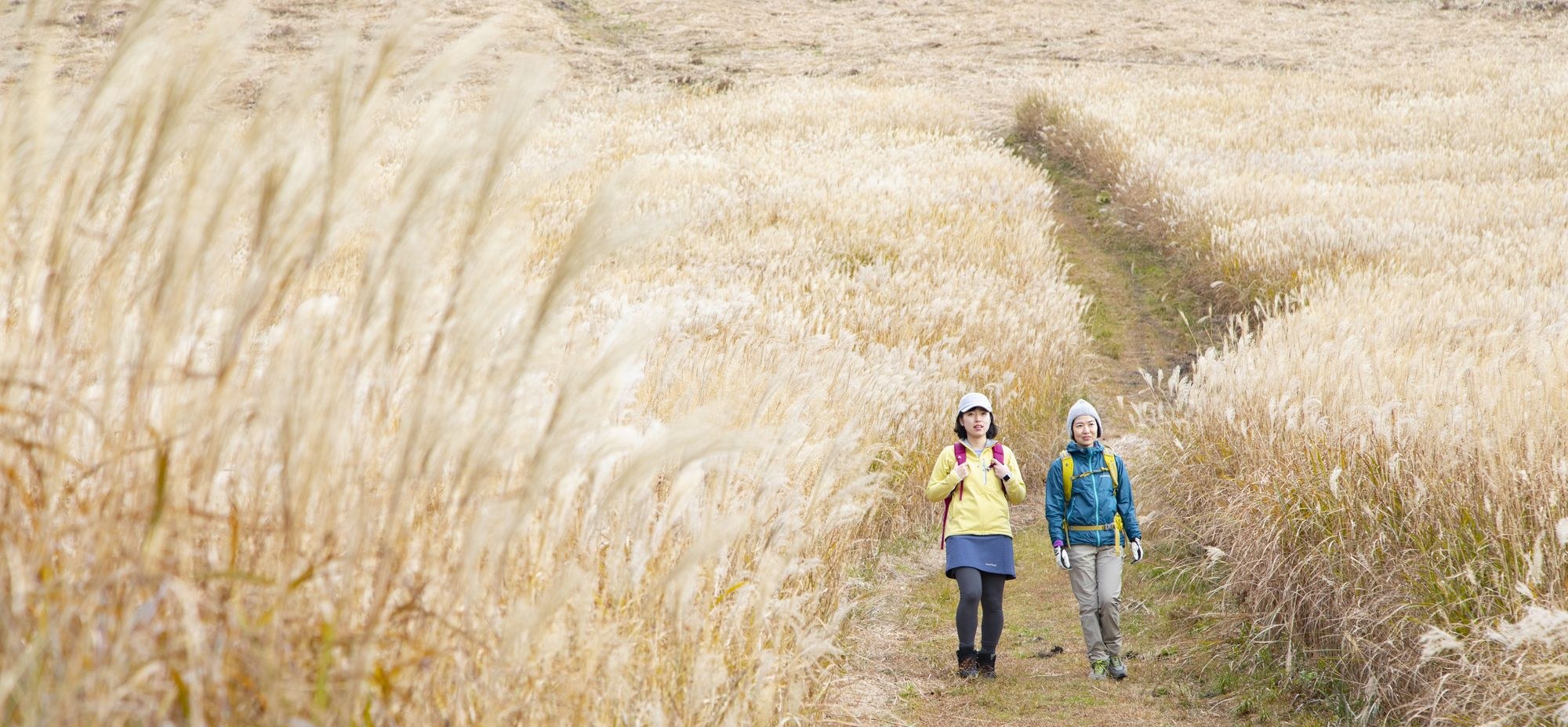 休暇村 奥大山 — 鳥取県江府町・鏡ヶ成園地 · 秋のススキの群生を歩く散策路
